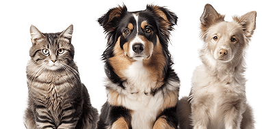 InsuranceAdviceSectionImage